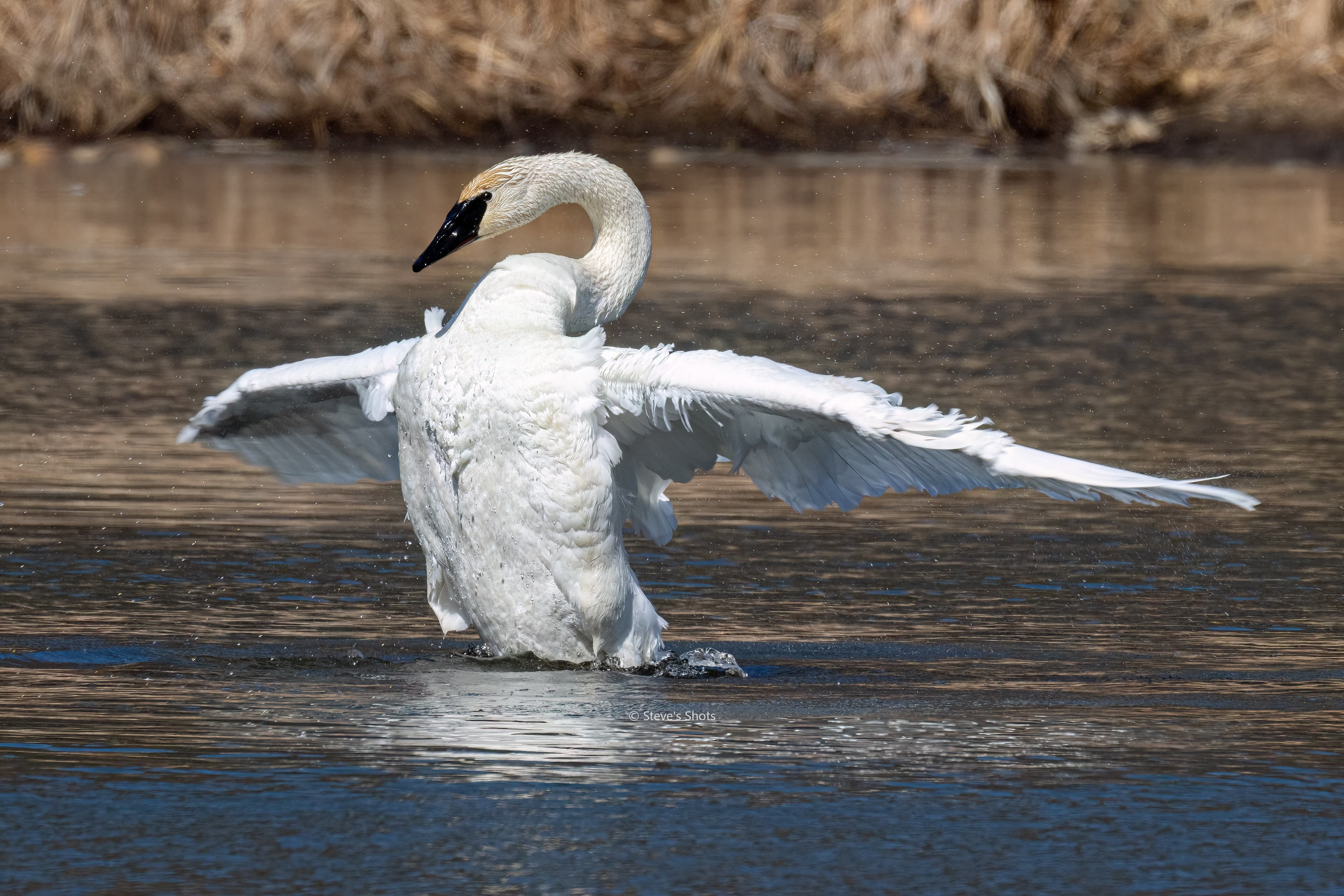 During the breeding season, when swans are forming or reinforcing their lifelong pair bonds, they engage in elaborate courtship rituals. One of the most visible is wing-spreading, where the male (or sometimes the female) raises and fans out the wings, often while facing the partner. This behavior is part of a broader set of displays that can include head-dipping dances, synchronized movements, and soft vocalizations