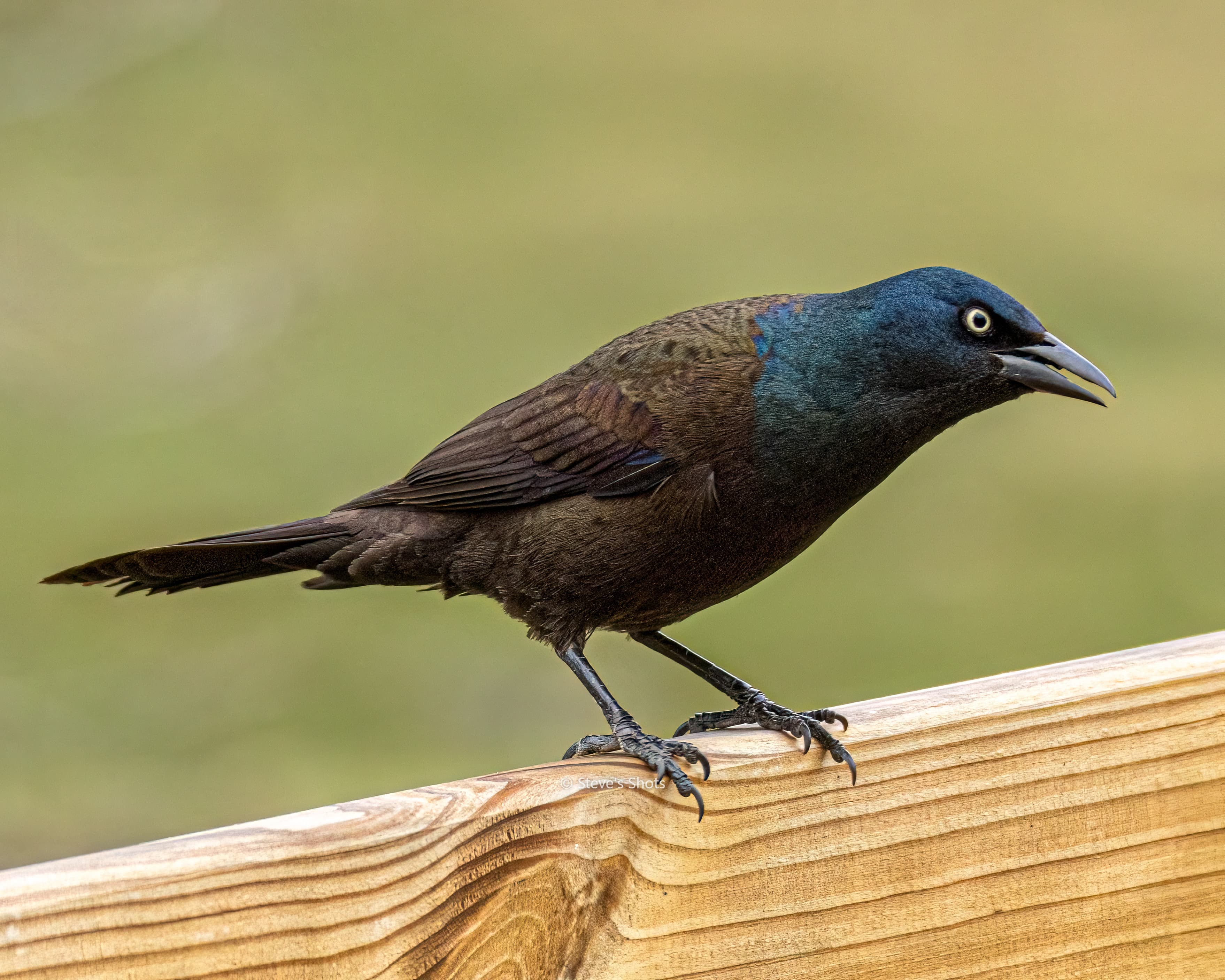 This is a common Grackle. A small colony has taken up residence in the evergreens behind the house. Wonderful colors, but bullies! They have taken over the bird feeders and eat like they haven't eaten in weeks. I think they have spooky eyes.