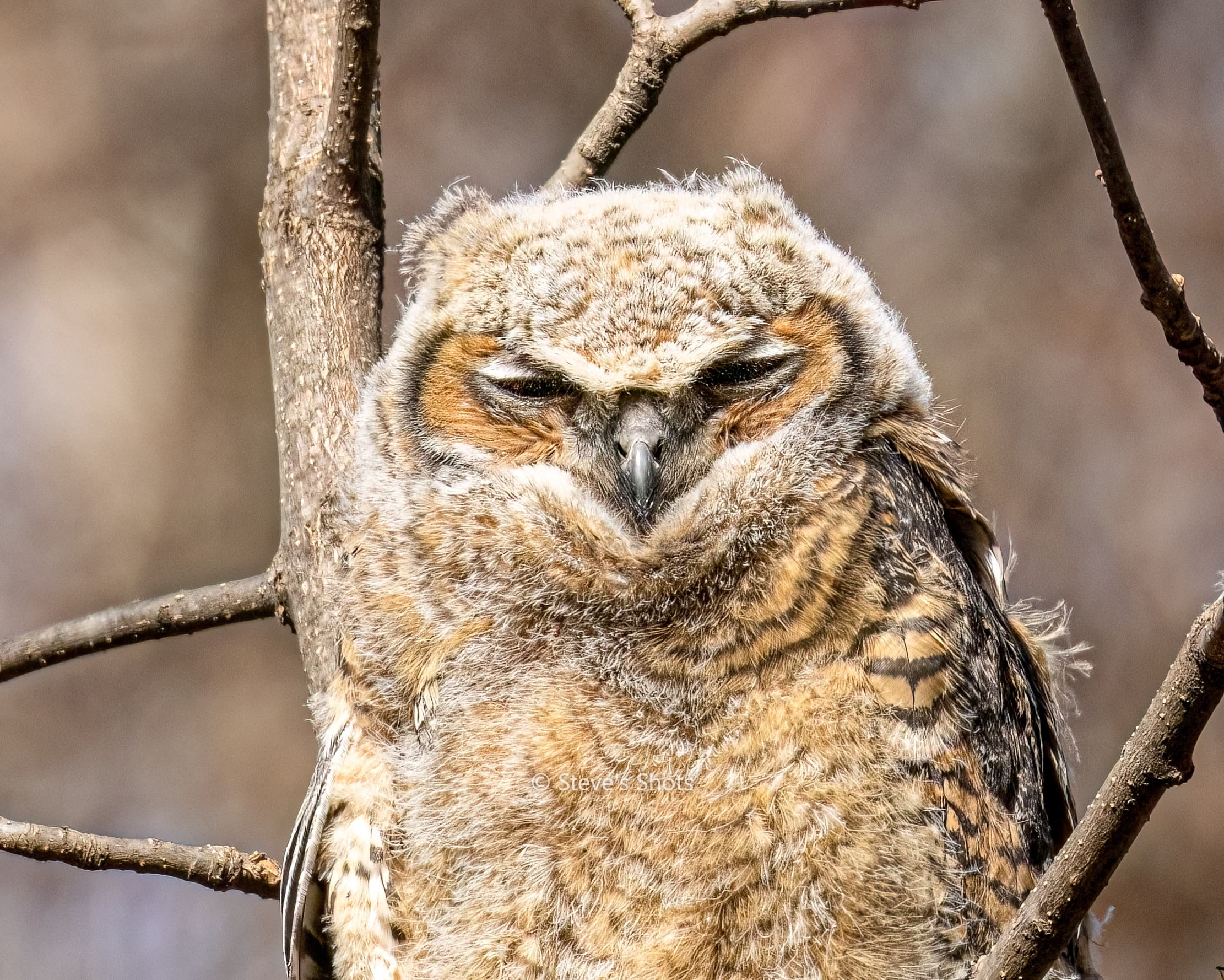 I have been trying to find owls all spring- I was lucky enough to make friends with a few other photographers who pointed me to the right area to look and 1 who waved me over while he was taking pictures. This is a Great Horned Owl, trying to take a nap during the mid-day. It allowed us to step up close (10 yards).