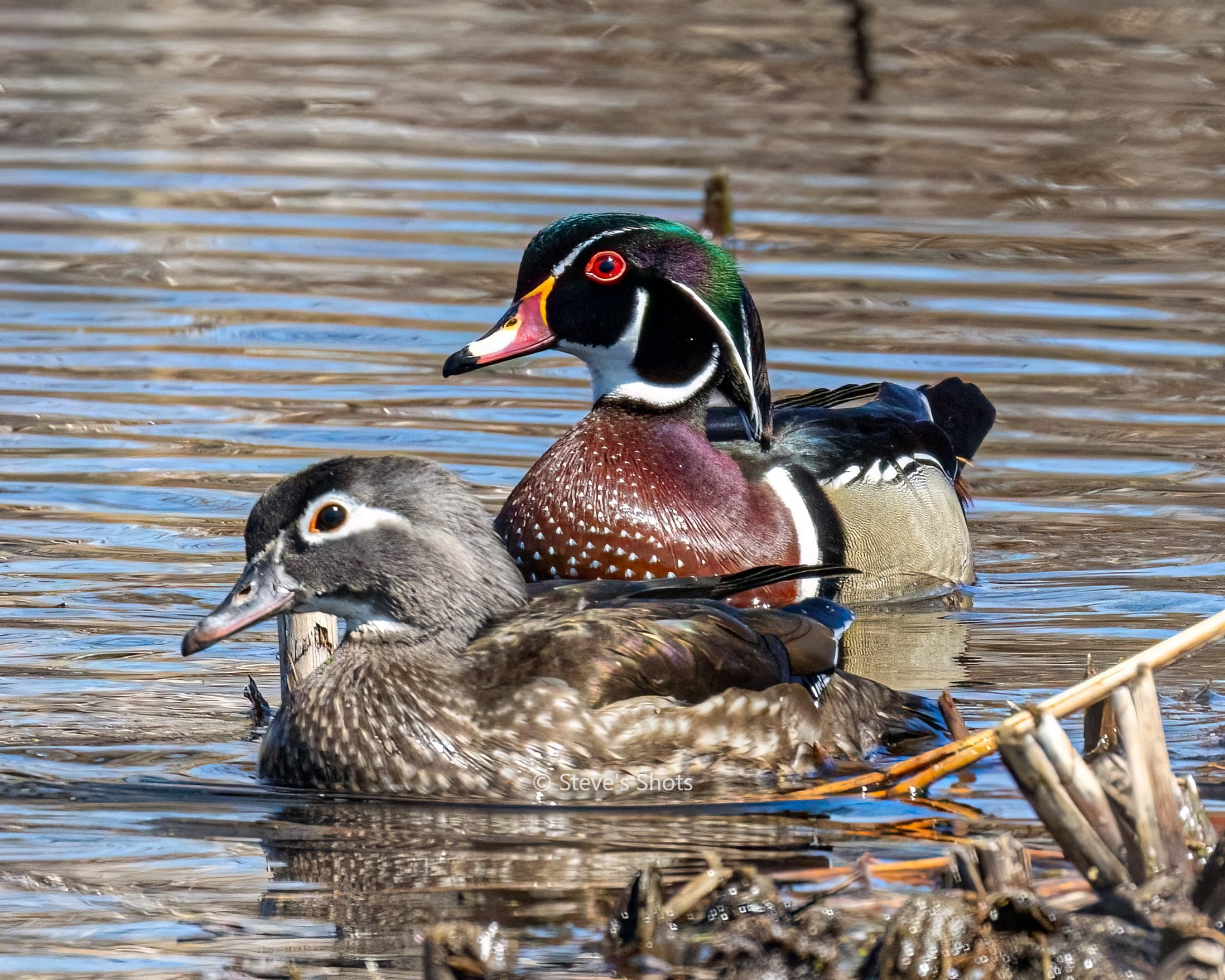 This is a pair of wood ducks. The male is easy to identify with its bright colors