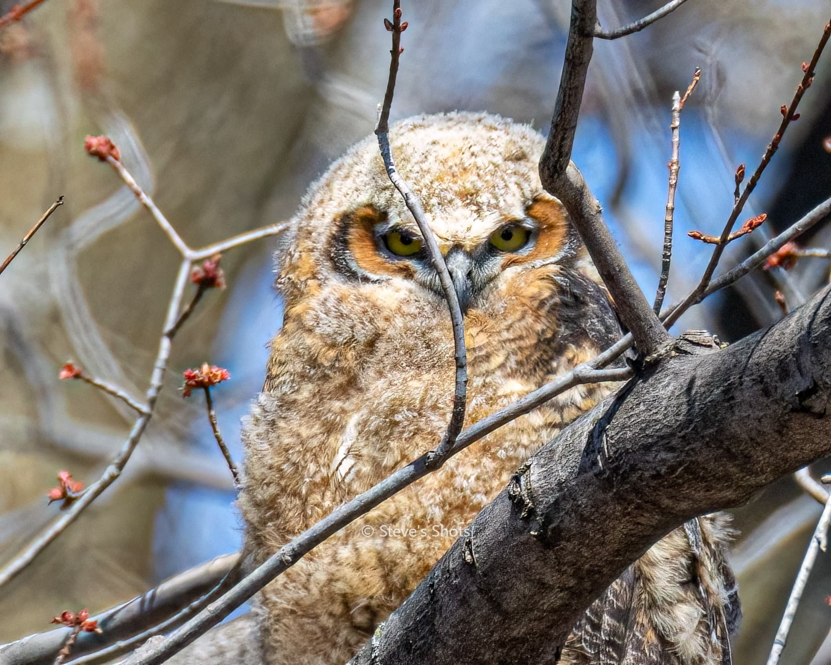 Great Horned Owl owlet. Found the family over in the Richfield. This owlet was keeping an eye on me.