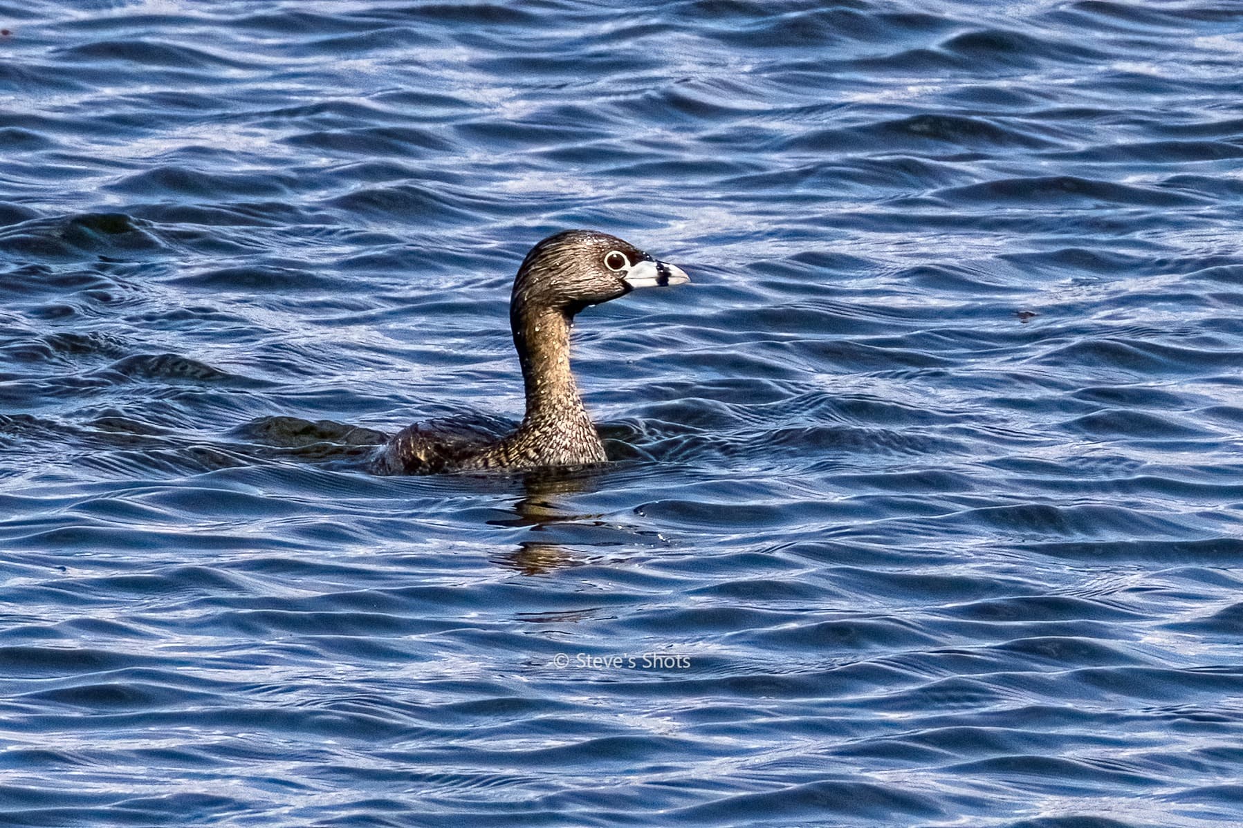 Swimming with the Coots was a Pied‑Billed Grebe gliding across the water. The thick, pale bill with a dark vertical band is the giveaway. That “pied bill” is unique among North American waterbirds.
The bird’s compact, rounded body and short neck match grebe proportions. They often sit low in the water. This is a young one.
They’re common across much of North America in ponds, marshes, and quiet lakes. Expert divers — they sink quietly rather than taking off when startled. Their call is surprisingly loud and almost laughing, which feels at odds with their shy nature.
The dark brown plumage with subtle shading is typical for this species outside of breeding extremes.