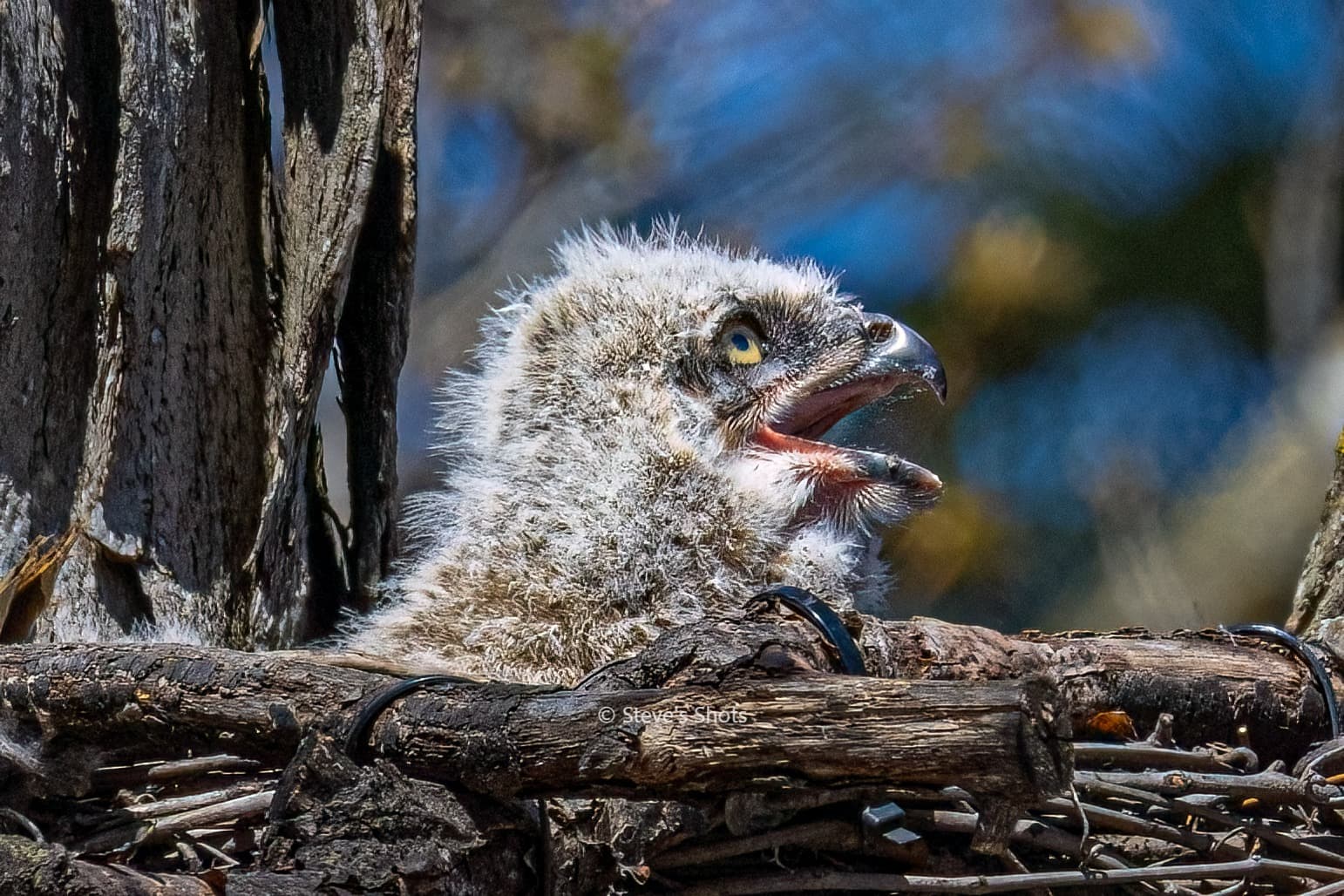 an owlet sing for their supper