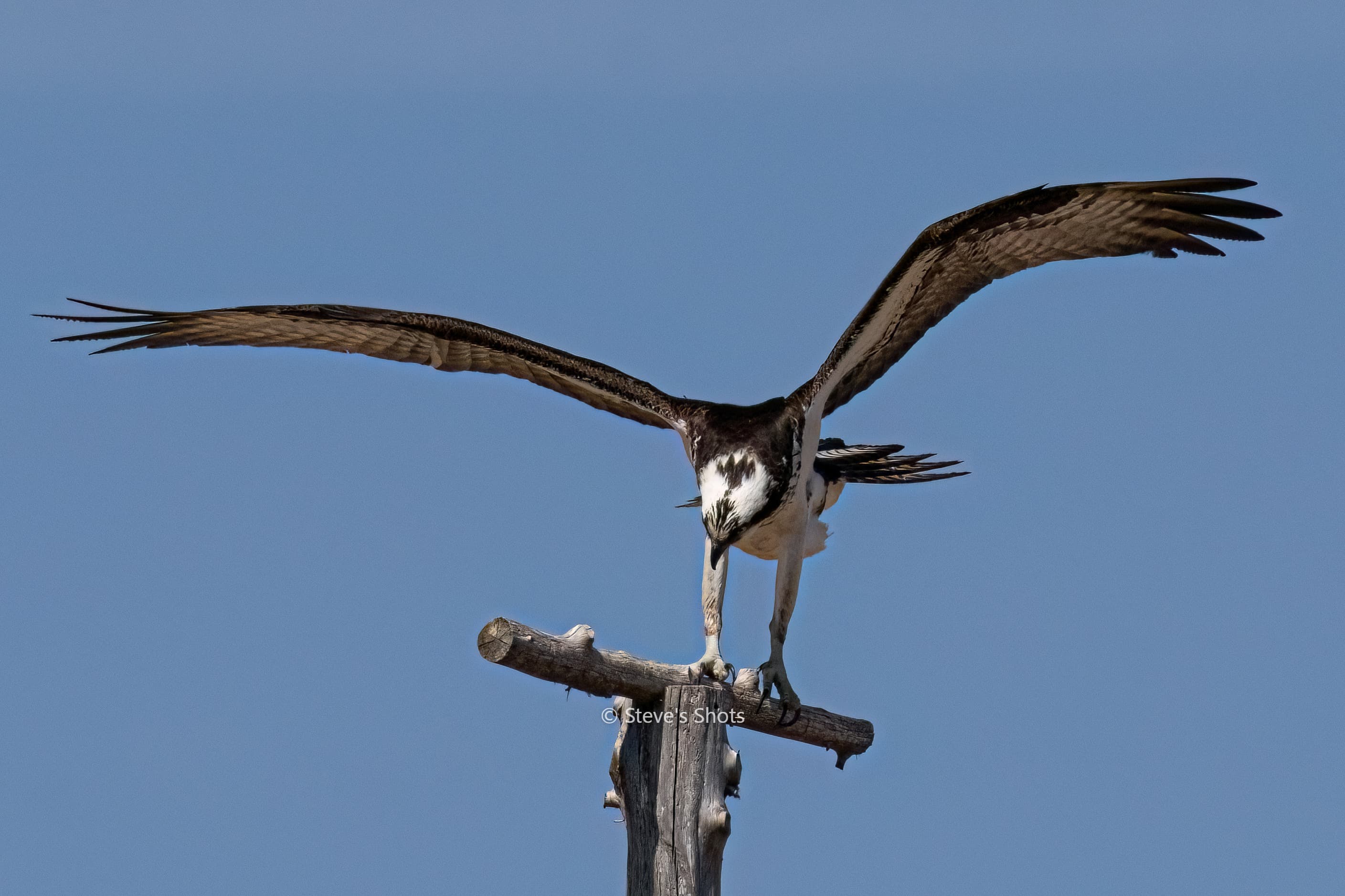 An Osprey landing at home