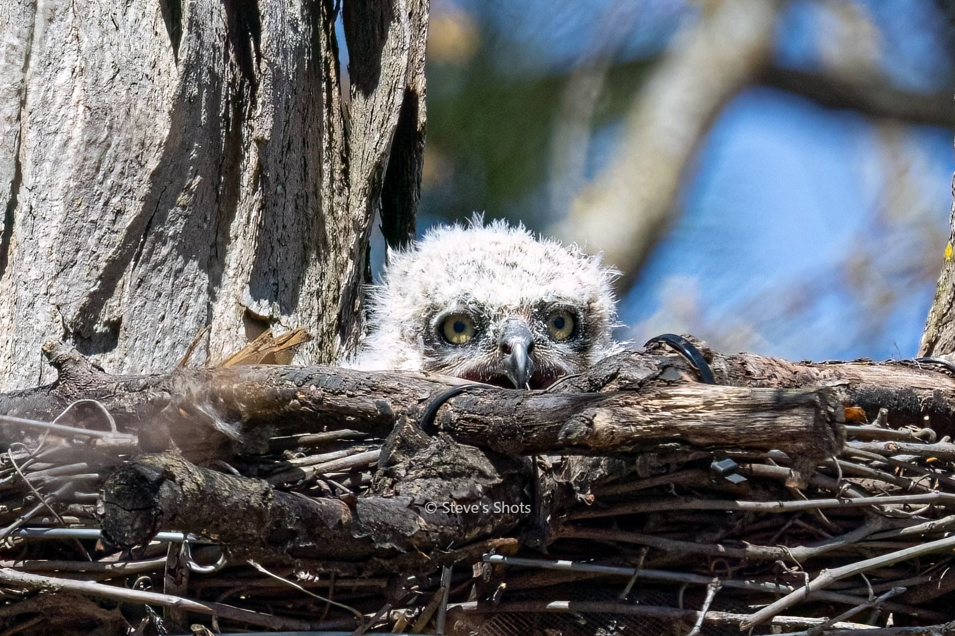 peeking over the edge of the nest
