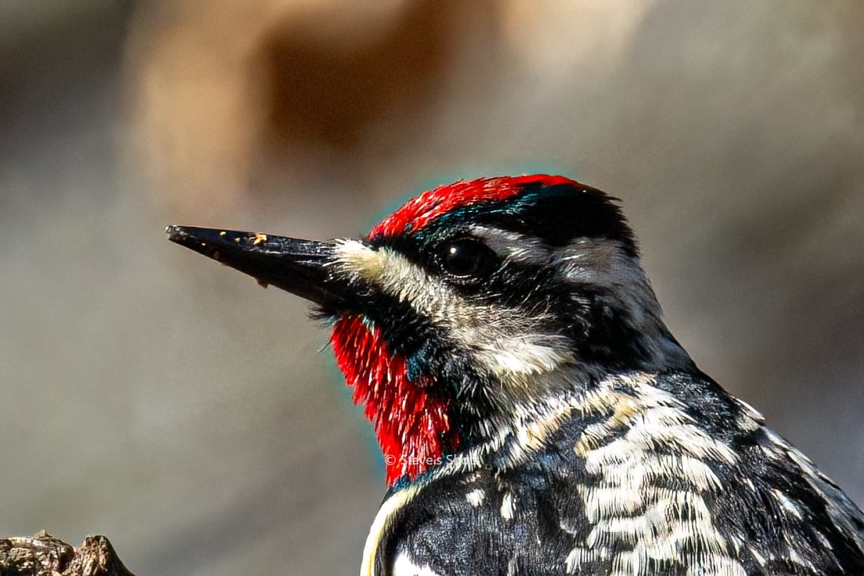 Yellow belly sapsucker head and shoulder shot. Males have a red mark on the back of the head.